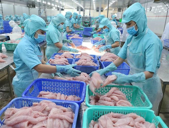 mũ vải thủy sản